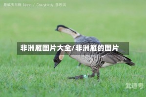 非洲雁图片大全/非洲雁的图片