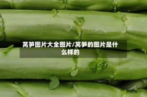 莴笋图片大全图片/莴笋的图片是什么样的