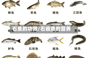 石鱼的功效/石癍鱼的营养