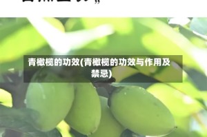 青橄榄的功效(青橄榄的功效与作用及禁忌)
