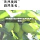 青橄榄的功效(青橄榄的功效与作用及禁忌)