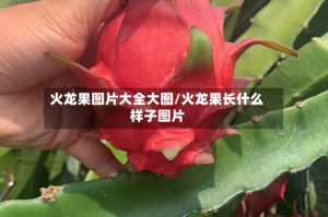 火龙果图片大全大图/火龙果长什么样子图片