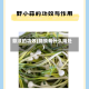 蒜须的功效(蒜须有什么用处)
