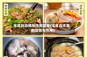 木耳的功效与作用禁忌(玉耳白木耳的功效与作用)