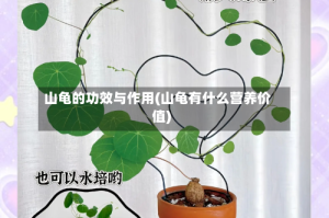 山龟的功效与作用(山龟有什么营养价值)