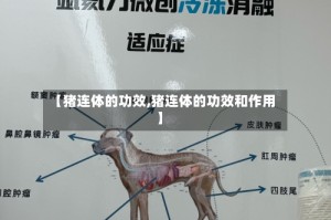 【猪连体的功效,猪连体的功效和作用】