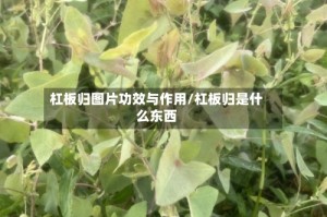 杠板归图片功效与作用/杠板归是什么东西