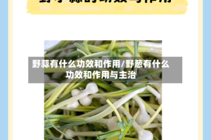 野蒜有什么功效和作用/野葱有什么功效和作用与主治