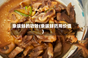 象拔蚌的功效(象拔蚌药用价值)