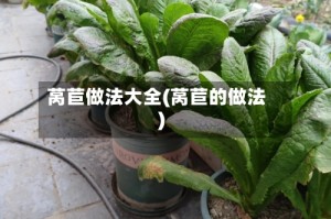 莴苣做法大全(莴苣的做法)