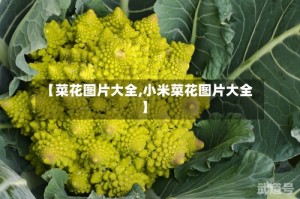 【菜花图片大全,小米菜花图片大全】