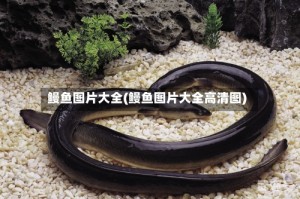 鳗鱼图片大全(鳗鱼图片大全高清图)
