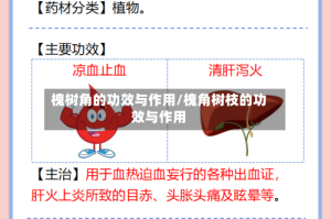 槐树角的功效与作用/槐角树枝的功效与作用