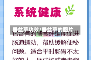 垂盆草功效/垂盆草的图片