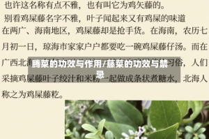 腾菜的功效与作用/藤菜的功效与禁忌