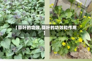 【蒜叶的功效,蒜叶的功效和作用】