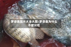罗非鱼图片大全大图/罗非鱼为什么不建议吃