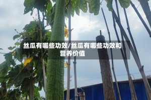 丝瓜有哪些功效/丝瓜有哪些功效和营养价值