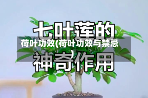 荷叶功效(荷叶功效与禁忌)
