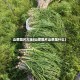 山葱图片大全(山葱图片山葱是什么)