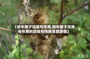 【炒牛蒡子功效与作用,炒牛蒡子功效与作用的功效与作用及禁忌症】