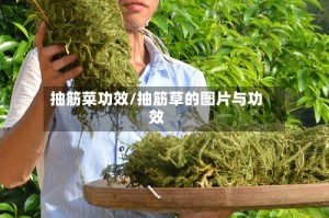 抽筋菜功效/抽筋草的图片与功效