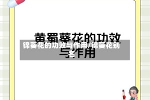 锦葵花的功效与作用/锦葵花别名