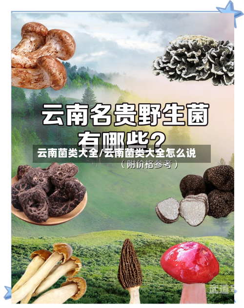 云南菌类大全/云南菌类大全怎么说-第2张图片