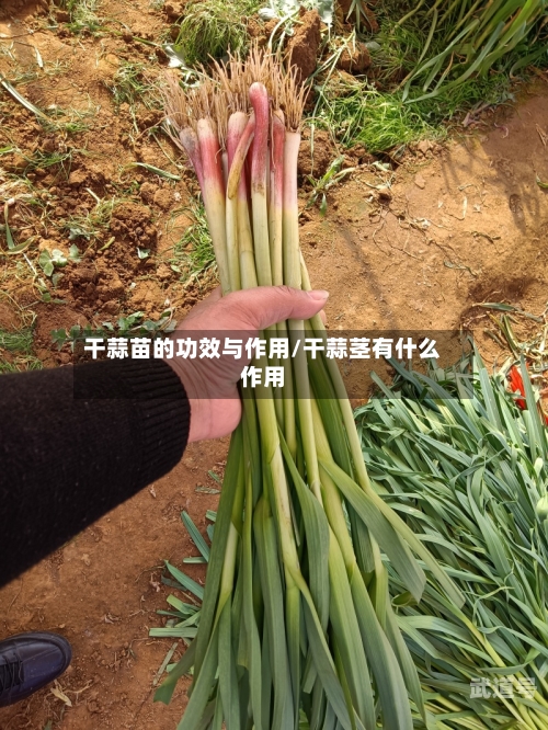 干蒜苗的功效与作用/干蒜茎有什么作用-第2张图片