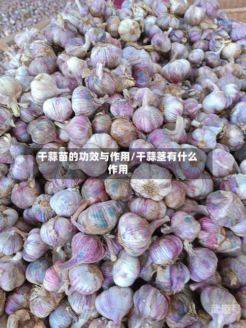 干蒜苗的功效与作用/干蒜茎有什么作用-第3张图片