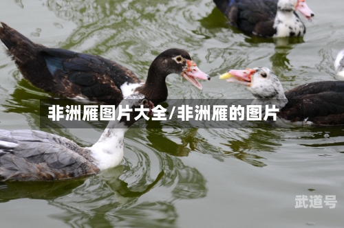 非洲雁图片大全/非洲雁的图片-第2张图片