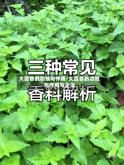 大茴香的功效与作用/大茴香的功效与作用与主治-第3张图片