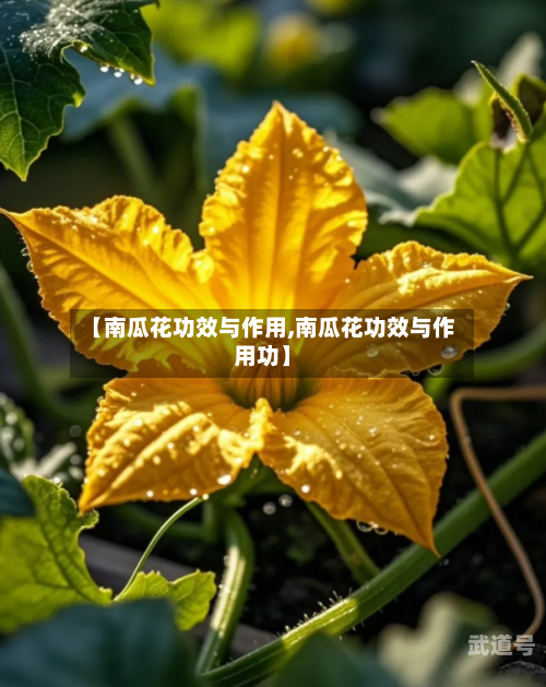 【南瓜花功效与作用,南瓜花功效与作用功】-第2张图片