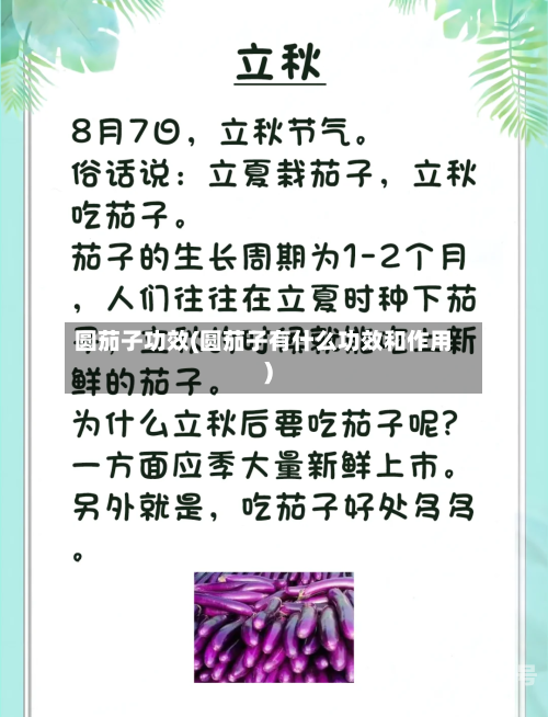 圆茄子功效(圆茄子有什么功效和作用)-第3张图片