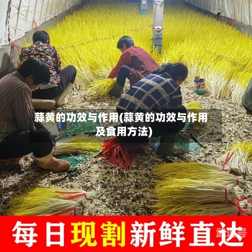 蒜黄的功效与作用(蒜黄的功效与作用及食用方法)-第1张图片