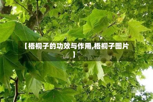 【梧桐子的功效与作用,梧桐子图片】-第3张图片